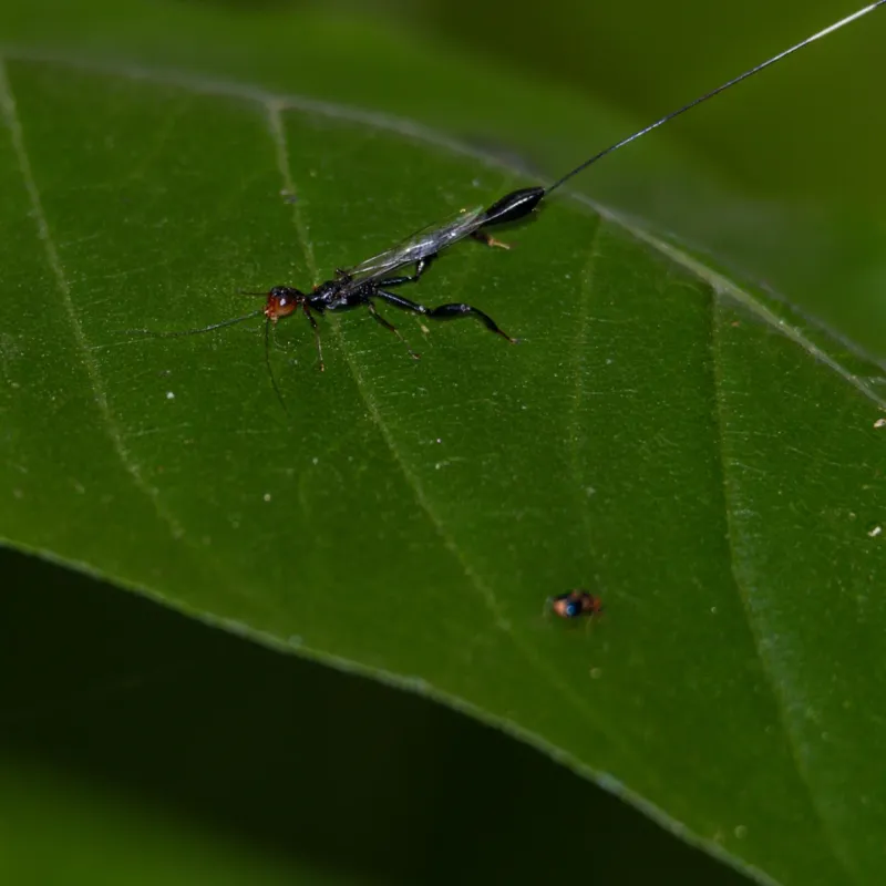 Parasitic Wasps