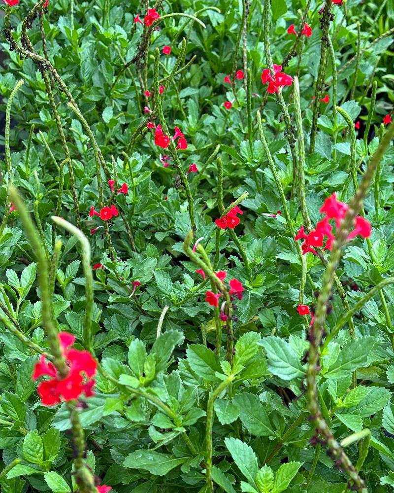Coral Porterweed