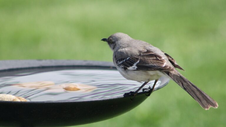 bird on a birdbath