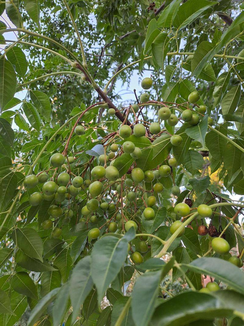 Chinaberry