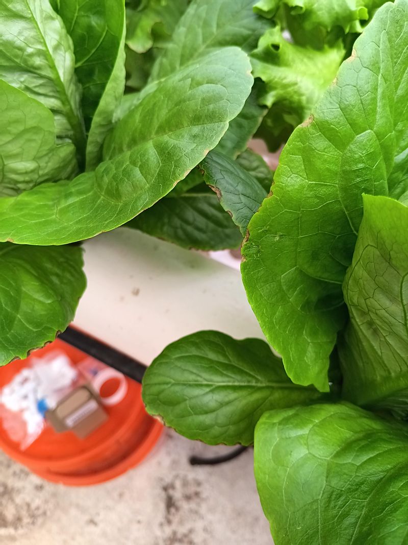 Foliar Feeding For Quick Results