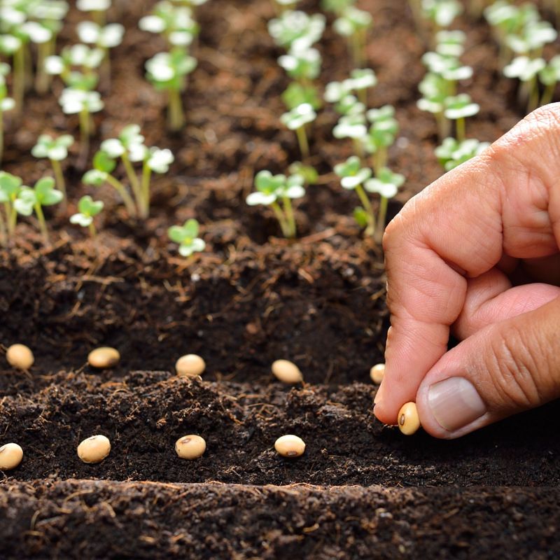 Join A Local Master Gardener Program
