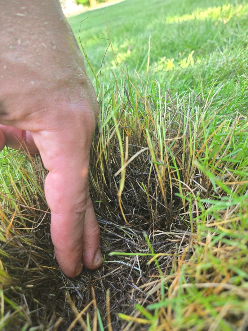 Wilting Grass Blades