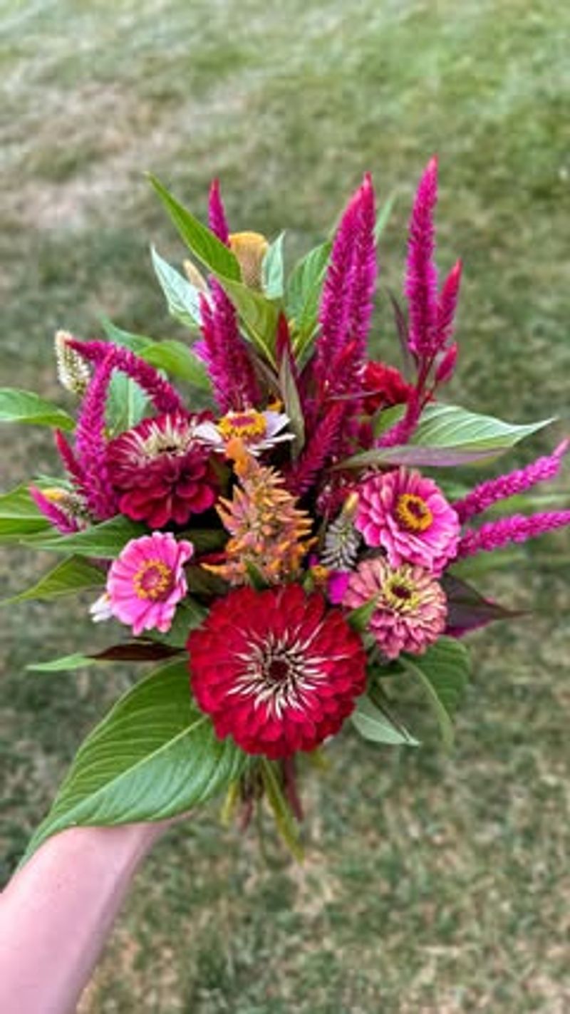 Hot Pink Zinnias with Burnt Orange Celosia