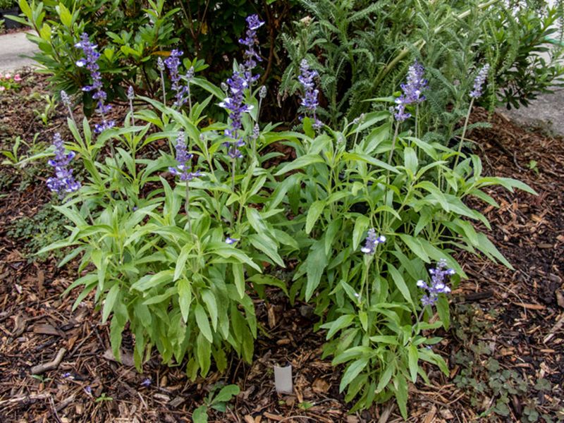 Henry Duelberg Sage (Salvia farinacea 'Henry Duelberg')