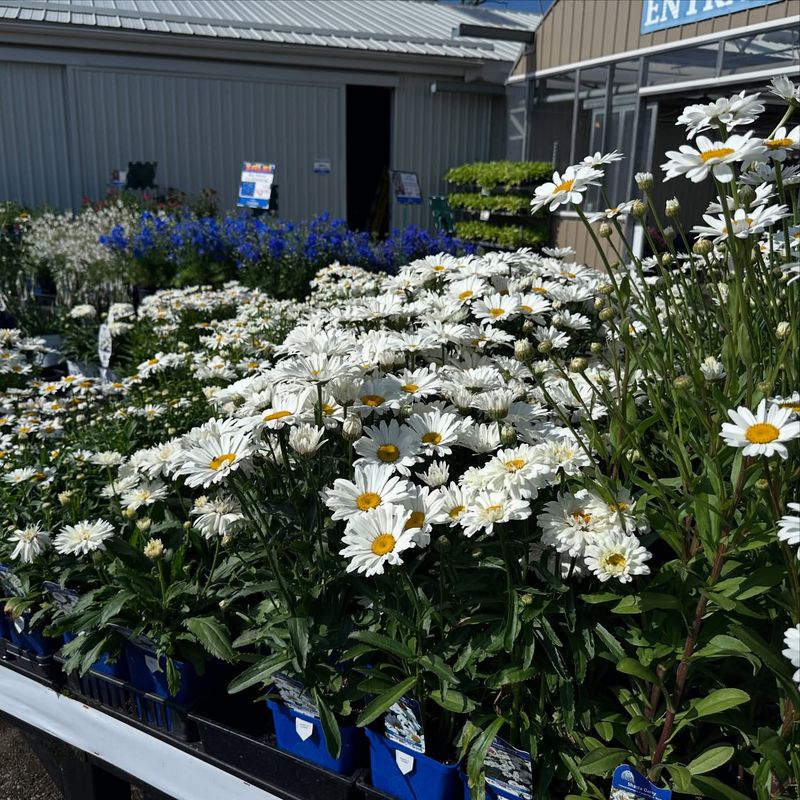 Dark Blue Gentian with Bright White Shasta Daisies
