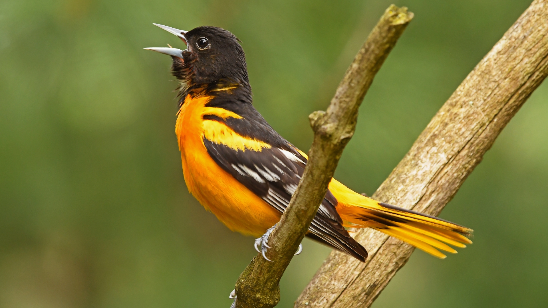Simple Backyard Hacks That Attracted Orioles To My Illinois Garden (And 5 Mistakes To Avoid)