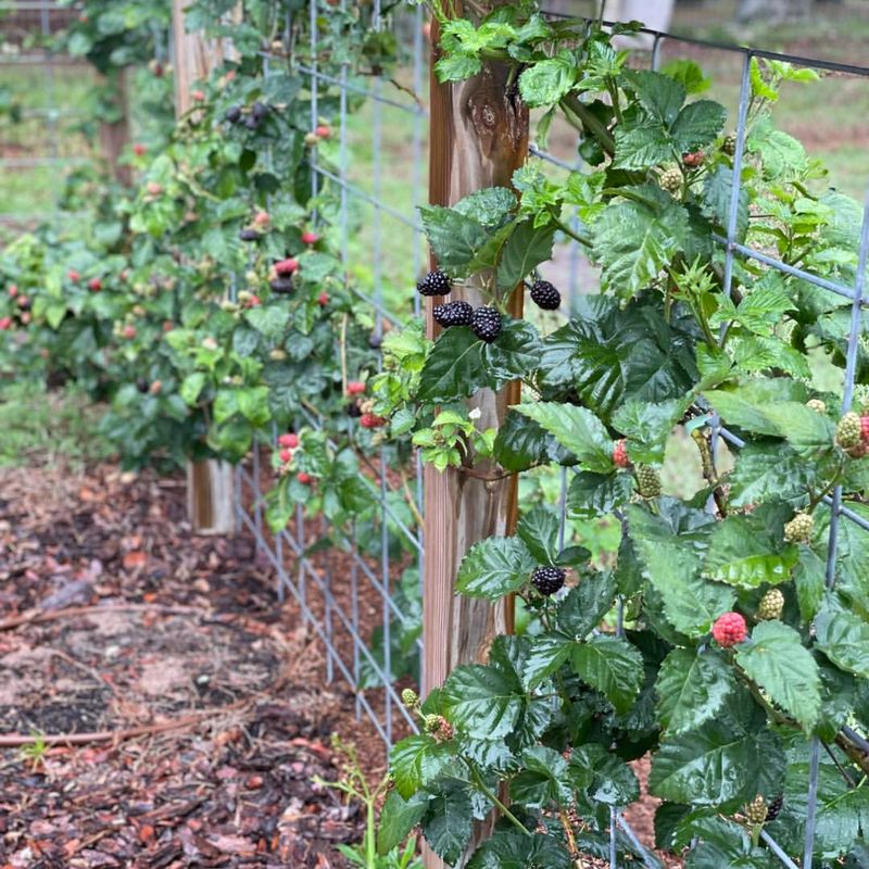 Berry Bush Border