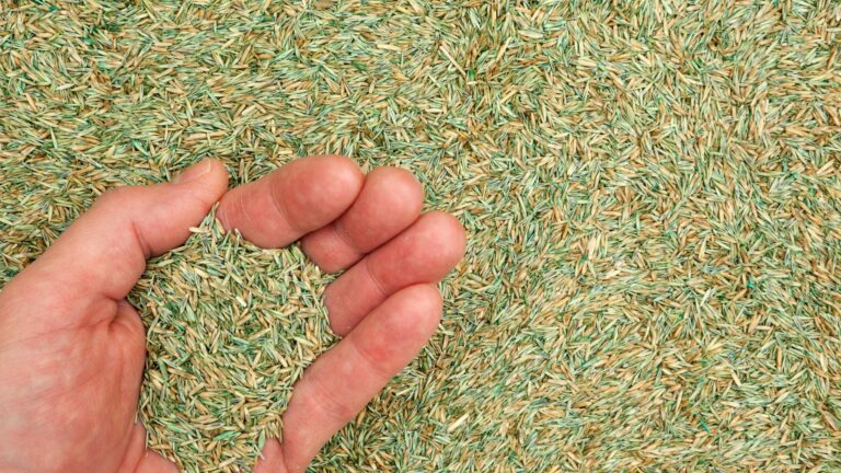 grass seeds