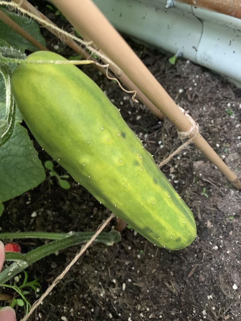 Yellowing Occurs