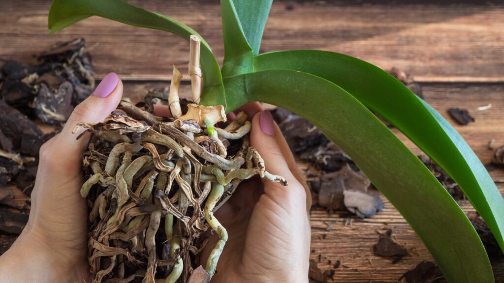 orchid roots
