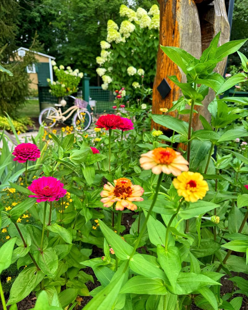 Improper Watering Schedule