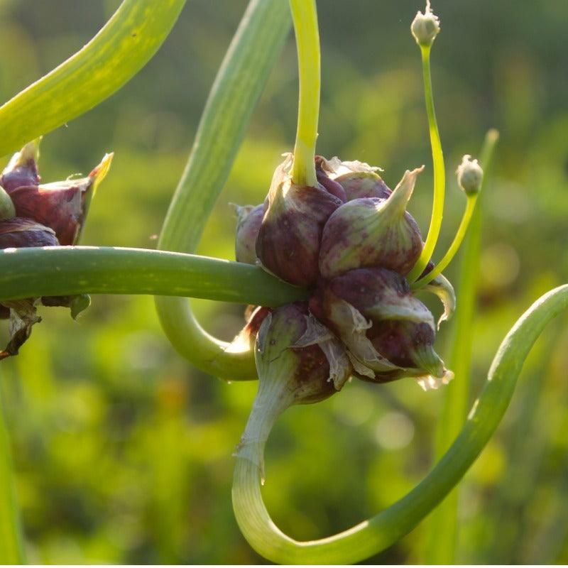Egyptian Walking Onion: The Self-Planting Allium