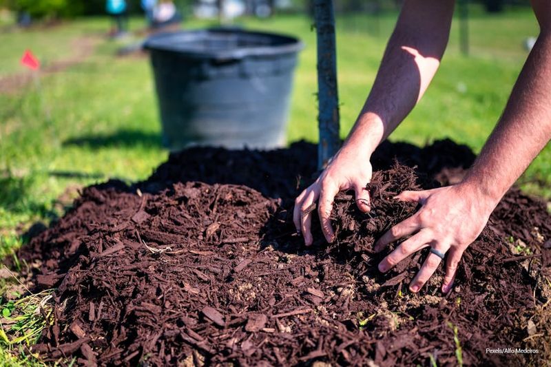 Mulch Feeds While Conserving Moisture