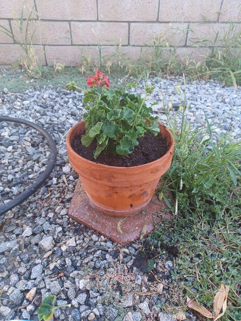 Feed During Active Growth