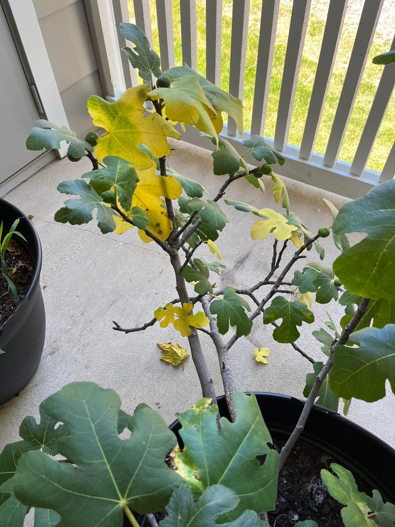Yellowing Lower Leaves