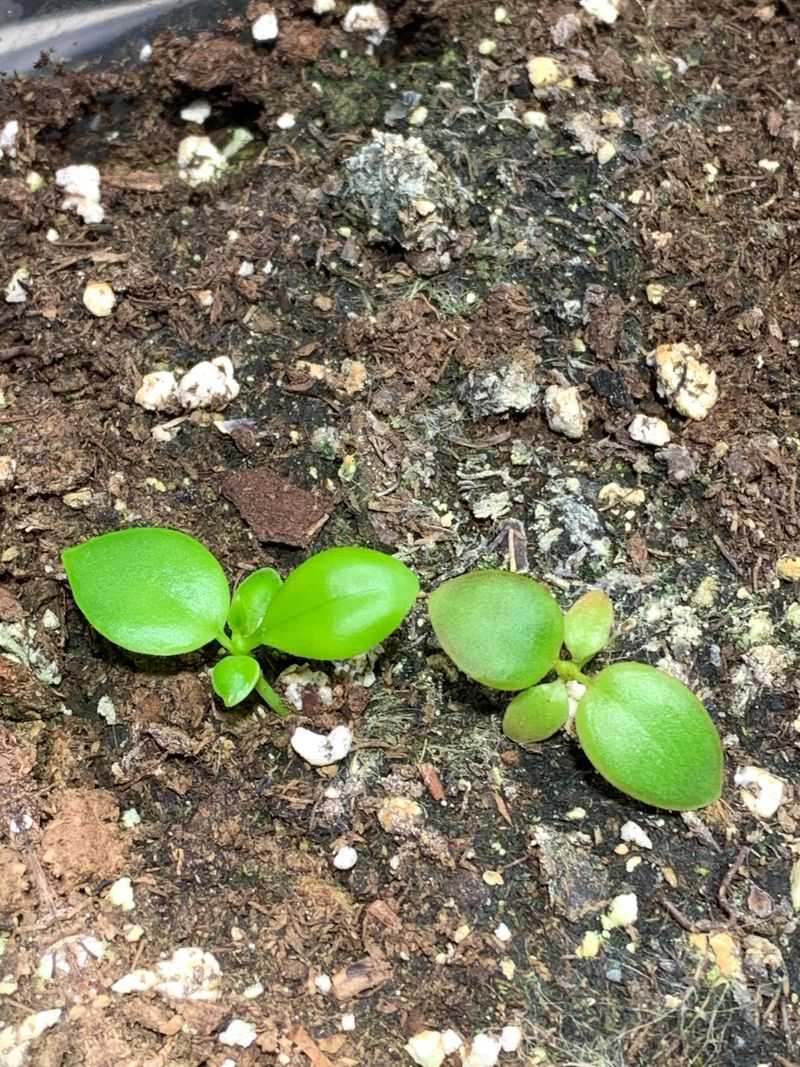 Seed Germination Interference