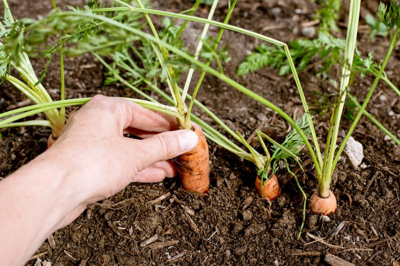 Seed Spacing Tool
