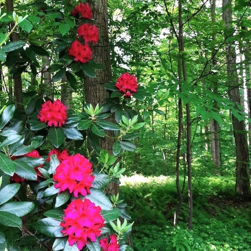 Rose Fertilizer