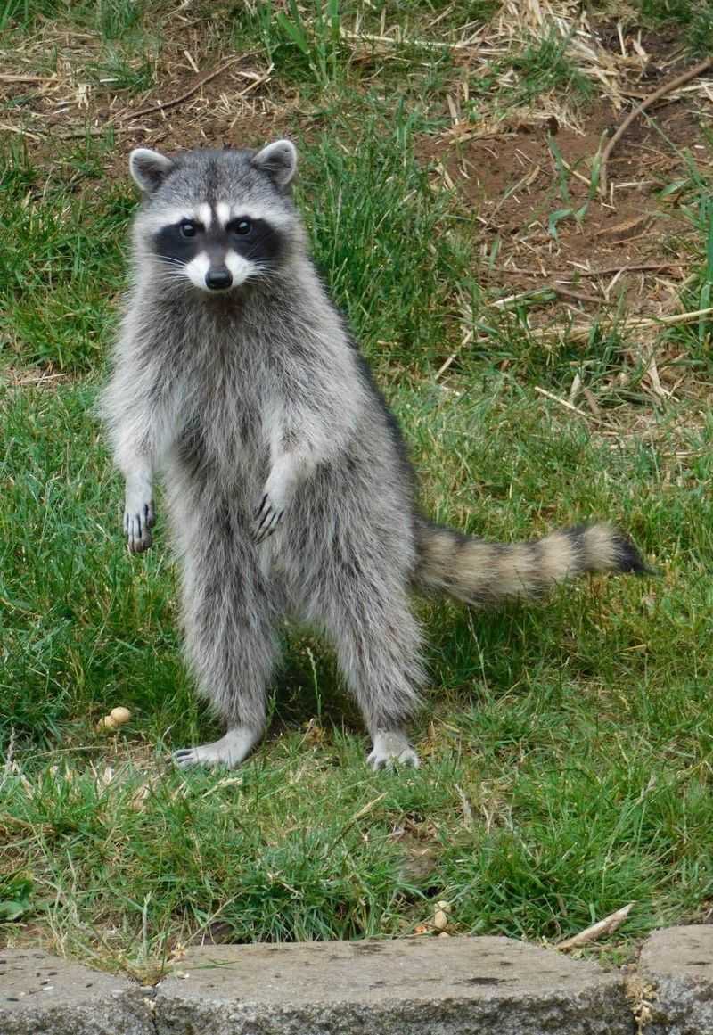Raccoon Repellent For Trash Areas