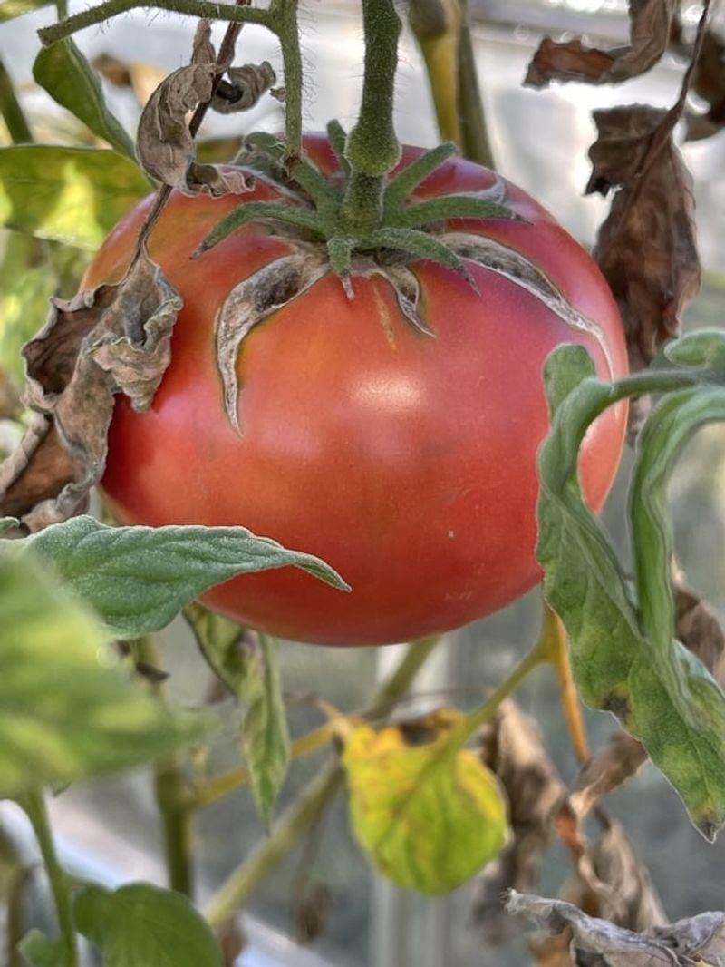 Slow-Release Fertilizer