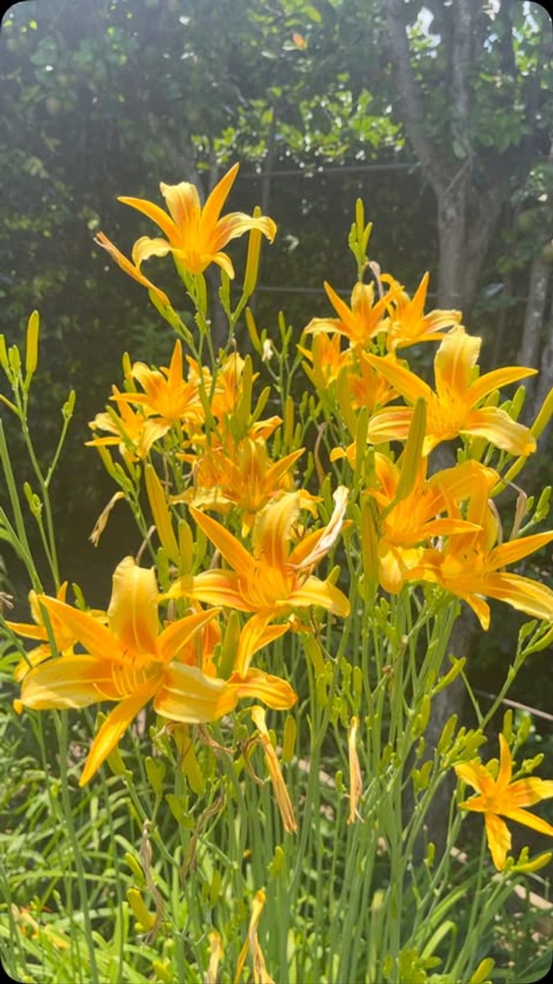 Companion Planting Assessment