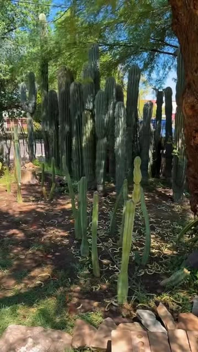 Desert-Adapted Privacy Screen
