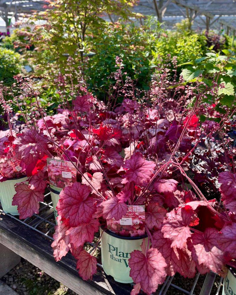 Coral Bells (Heuchera)