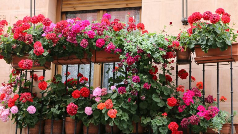 potted flowers on balcony