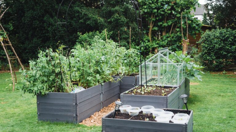 raised beds