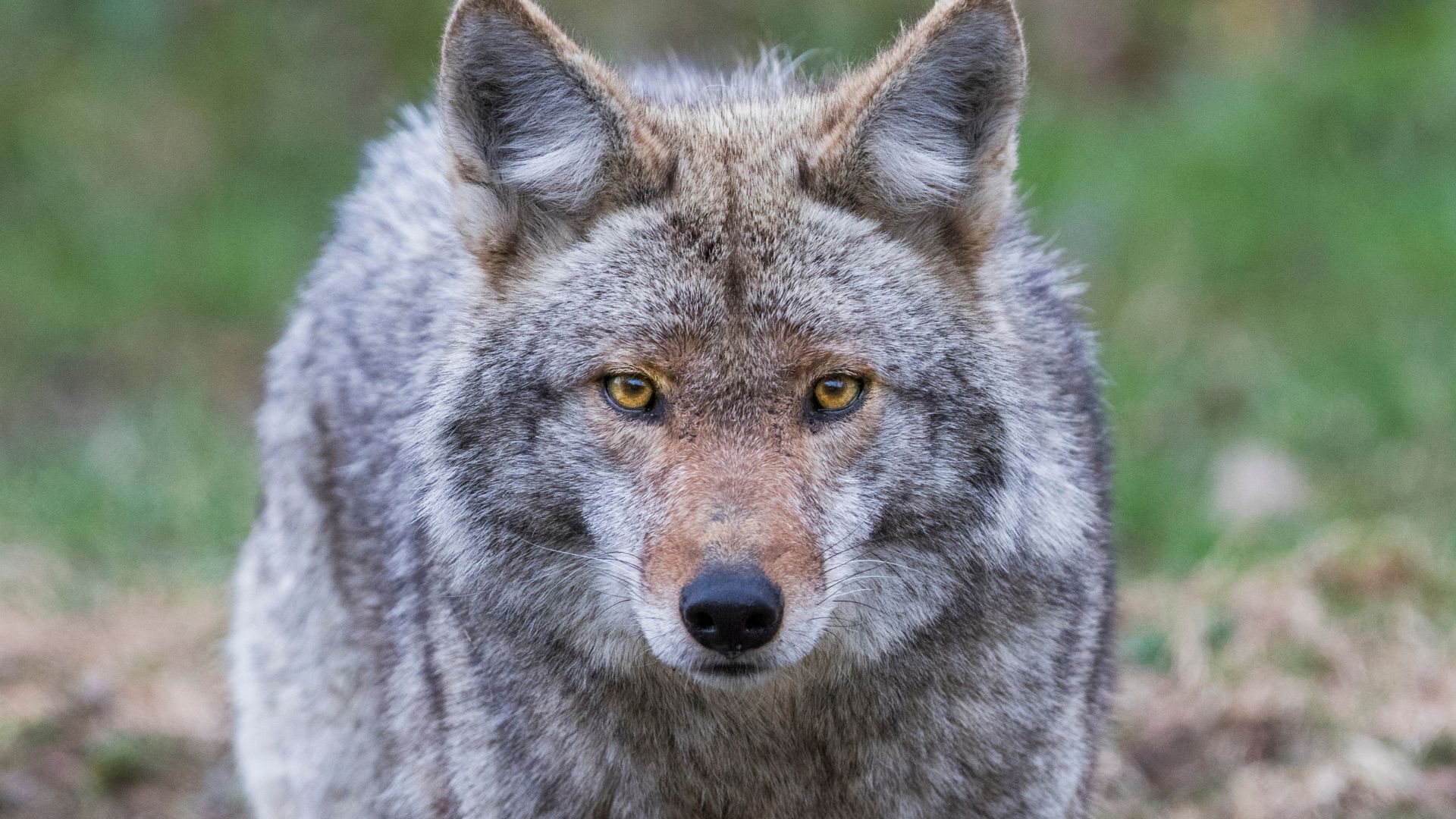 Smells That Attract Coyotes In Arizona Suburbs