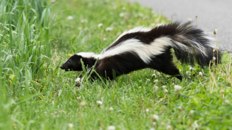 skunks in yard
