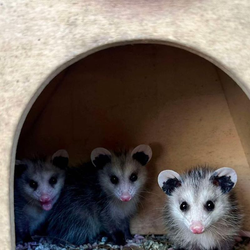 Rabies Resistance