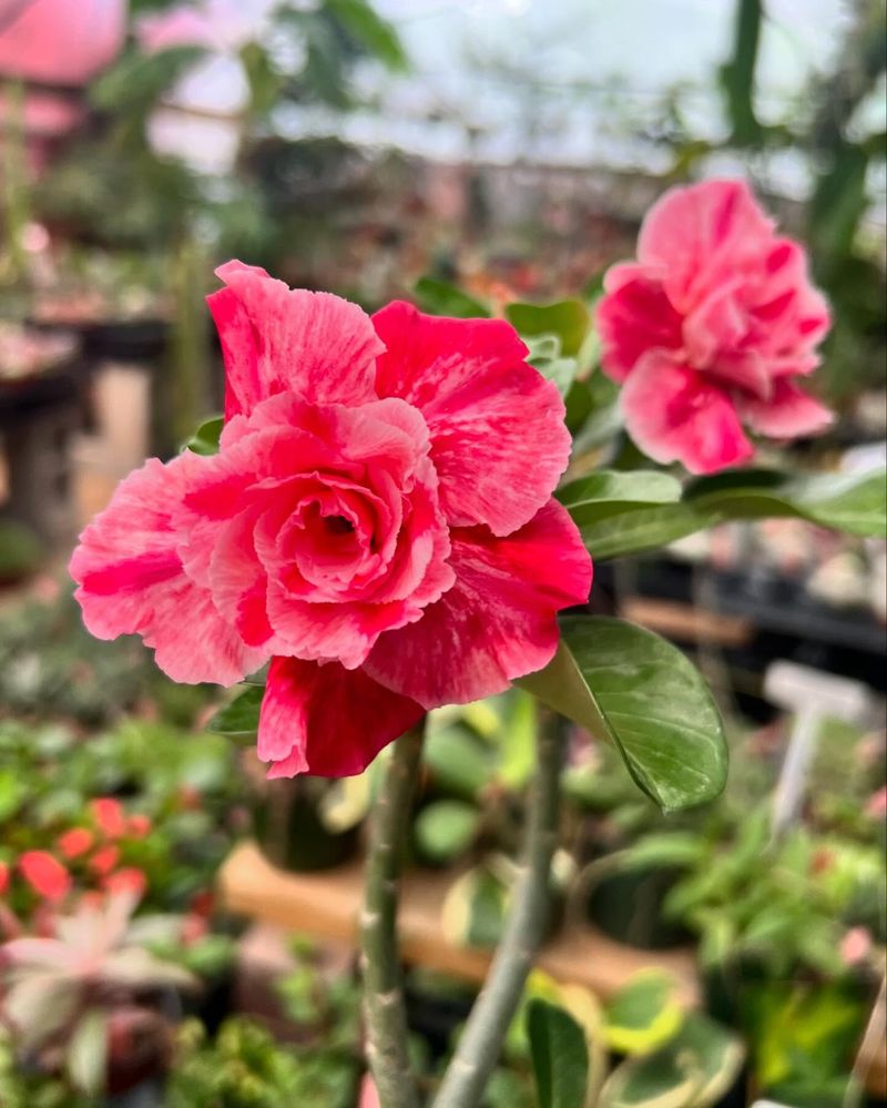 Desert Rose