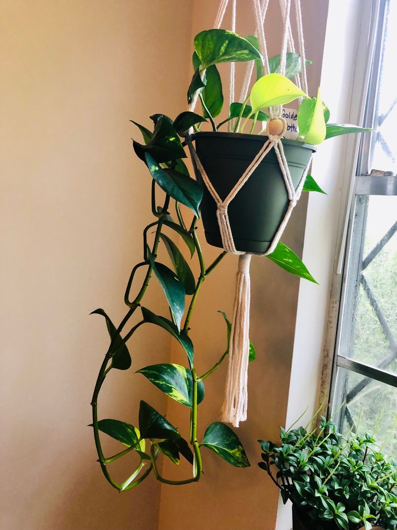 Pothos