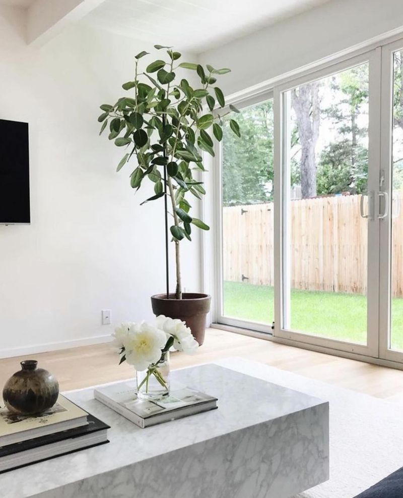 Ficus Tree