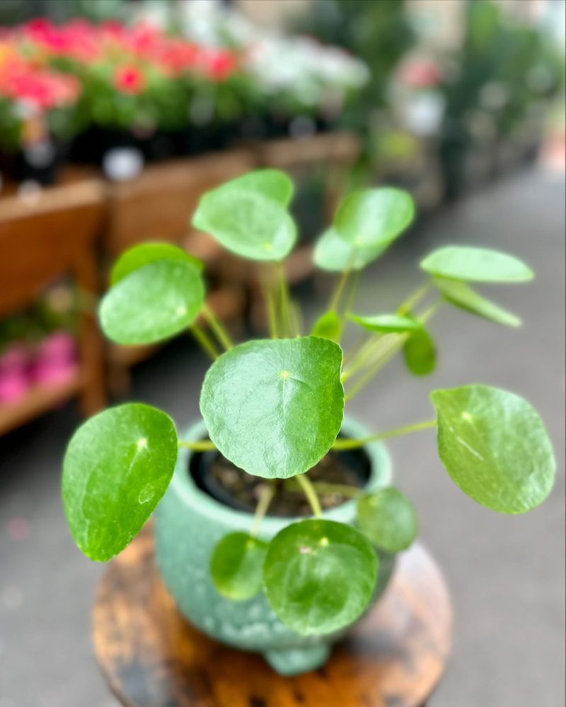 Chinese Money Plant: Instagram's Favorite Bargain