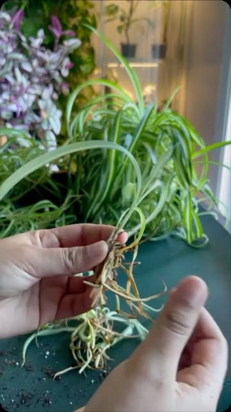 Spider Plant Babies: Instant Collection Expanders