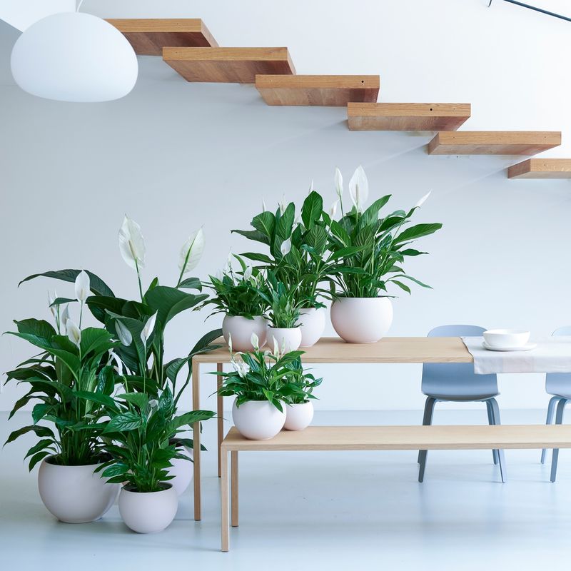 Peace Lily (Spathiphyllum)