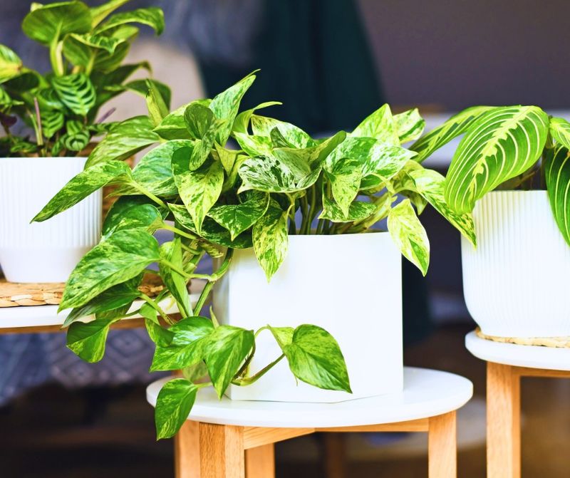 Pothos Predicaments