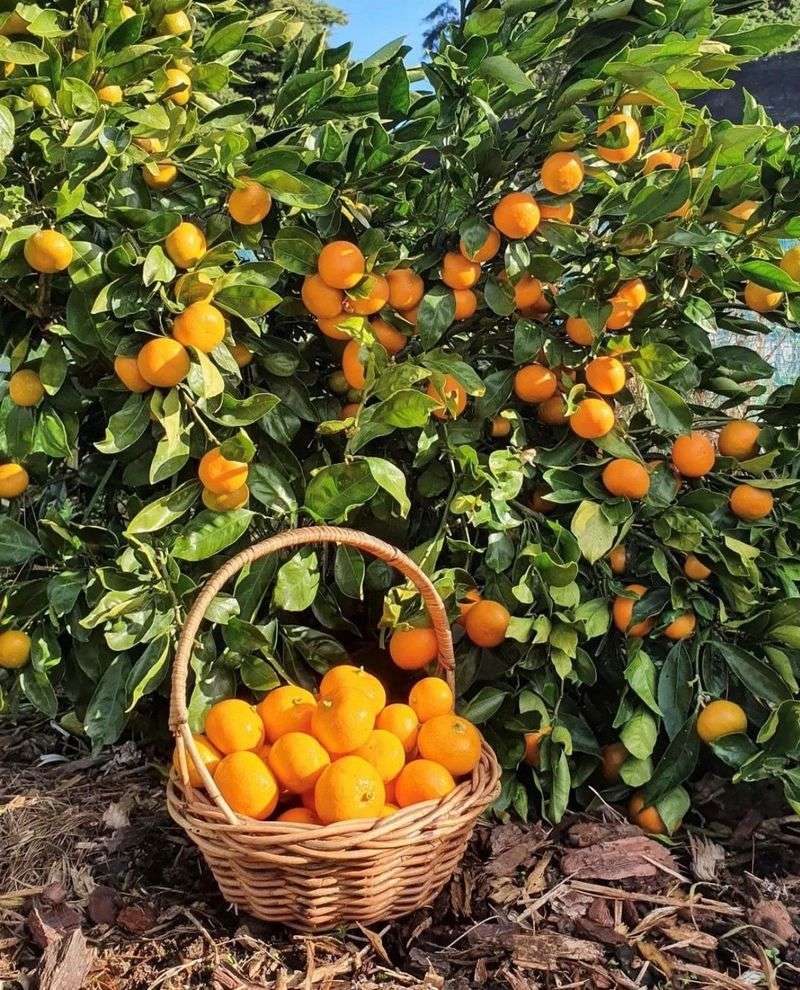 Citrus Trees