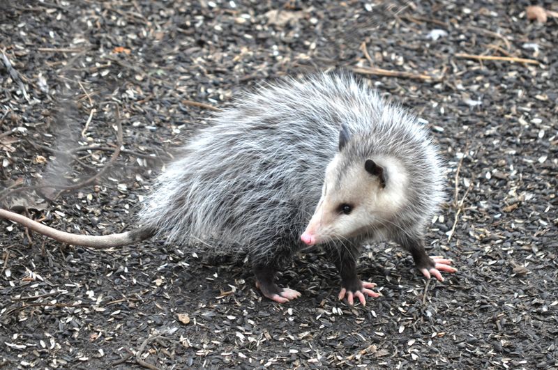 Rodent Regulators
