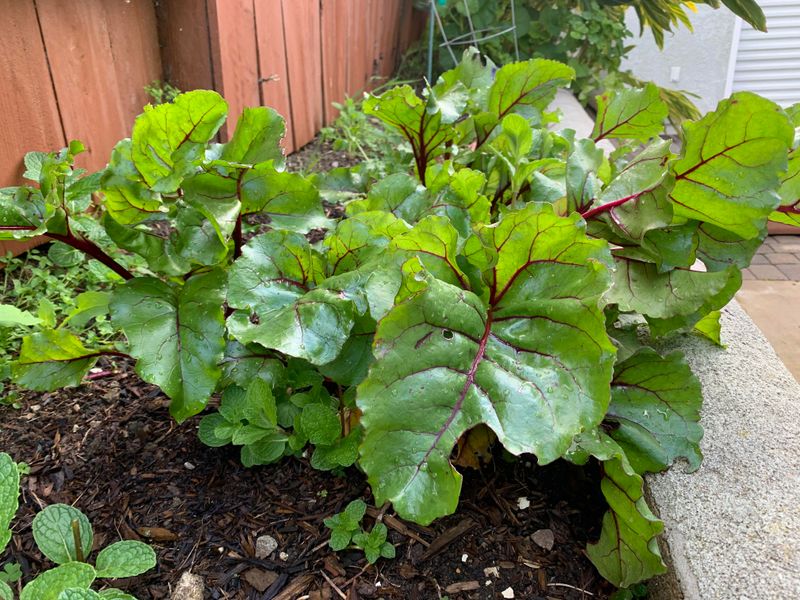 Beets
