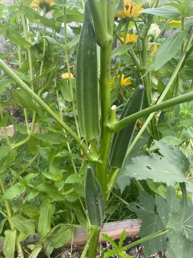 Okra