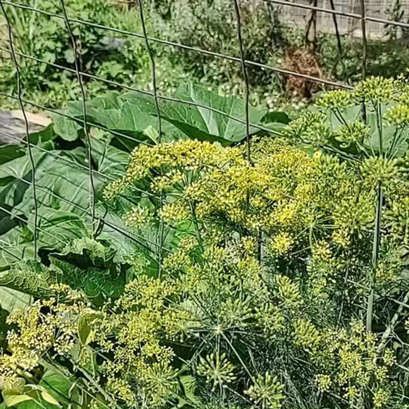 Dill