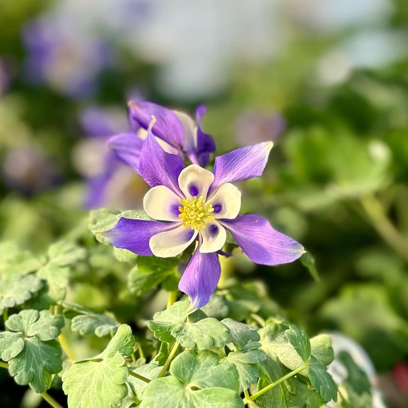 Columbine
