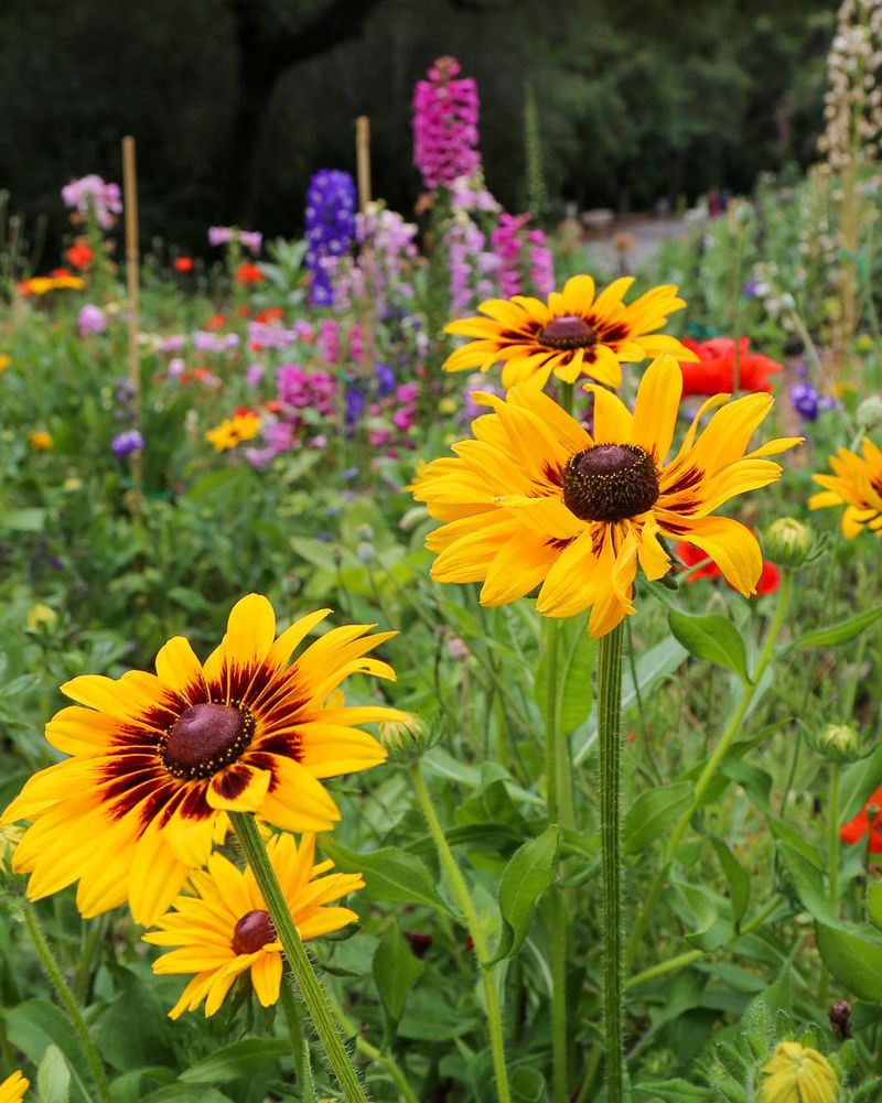 Black-Eyed Susans