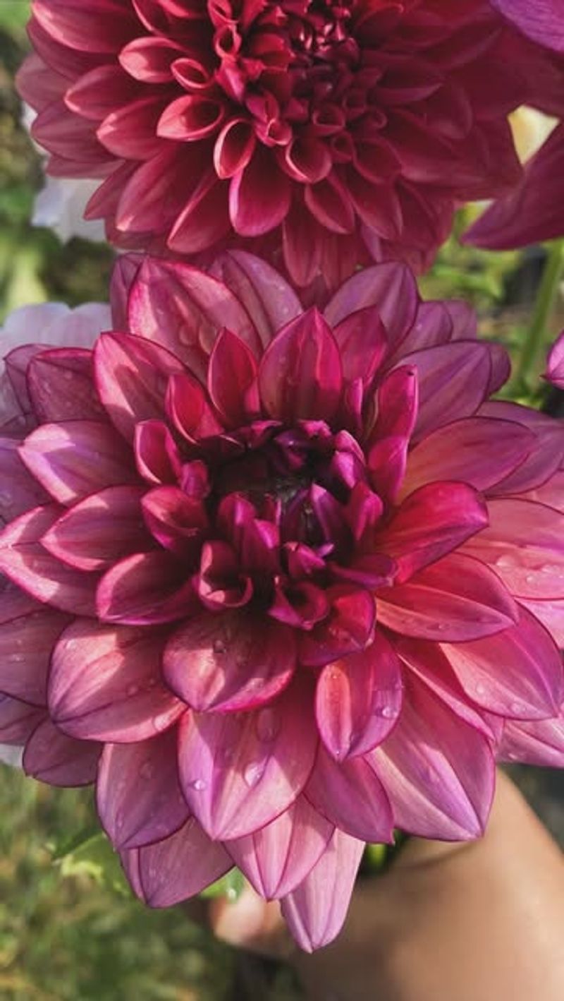 Dahlias (Too Late)