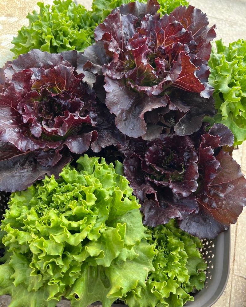 Lettuces
