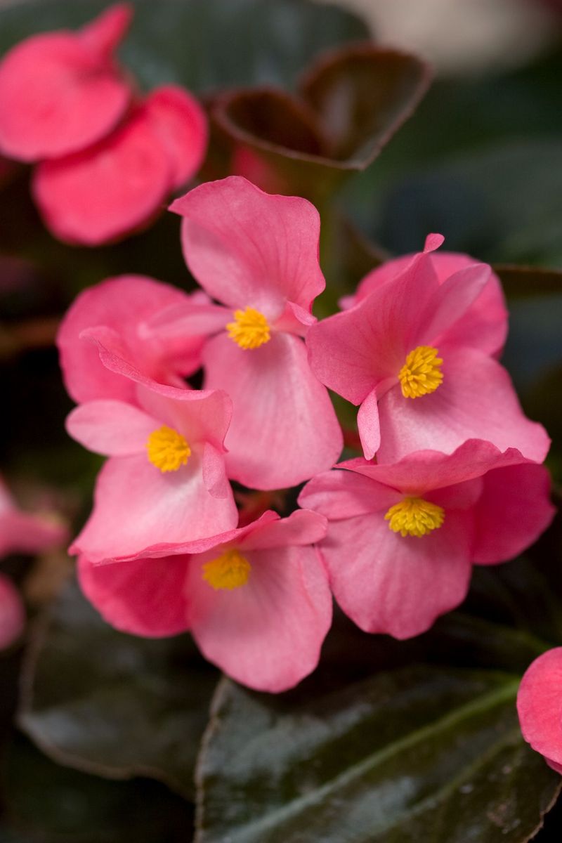 Begonia